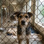 Wake County Animal Center Launches Adoption Drive Amid Capacity Concerns
